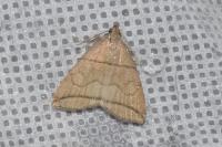 Herminia grisealis