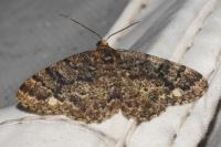 Parectropis similaria