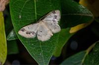 Idaea trigeminata