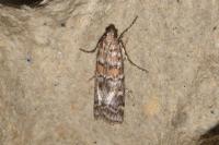 Dioryctria