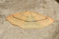 Cyclophora linearia