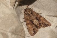 Apamea monoglypha monoglypha