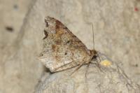 Macaria alternata