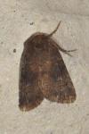 Rusina ferruginea