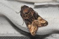 Euplexia lucipara
