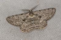 Hypomecis roboraria