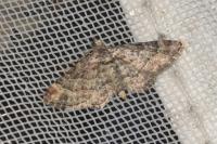 Gymnoscelis rufifasciata