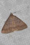 Zanclognatha lunalis