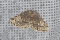 Stegania trimaculata