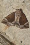 Hypena crassalis