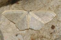 Scopula floslactata