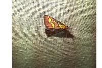 Pyrausta purpuralis