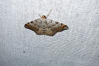Macaria liturata