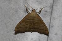 Herminia tarsicrinalis