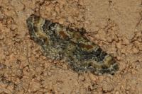 Eupithecia linariata/pulchellata/pyreneata