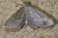 Asthena albulata