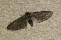 Eupithecia tripunctaria