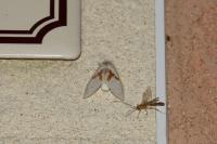 Leucodonta bicoloria
