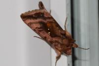 Autographa jota
