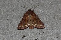 Ceramica pisi