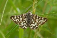 Euclidia mi