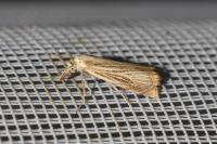 Chrysoteuchia culmella