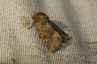 Oligia fasciuncula
