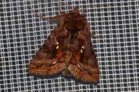 Autographa jota