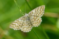 Scopula immorata