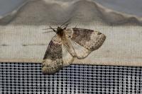 Tetheella fluctuosa