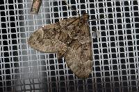 Thera britannica