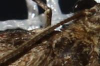 Thera britannica