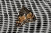 Dysstroma truncata