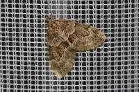 Thera britannica/variata
