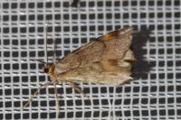 Macaria liturata