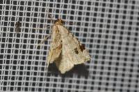 Macaria notata
