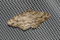 Ectropis crepuscularia