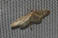 Anania lancealis