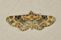 Eupithecia pulchellata
