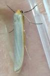 Eilema caniola