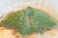 Hemithea aestivaria