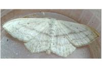 Scopula nigropunctata