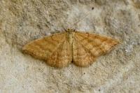 Idaea serpentata