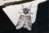 Furcula furcula