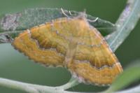 Camptogramma bilineata