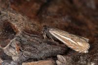 Crambus lathoniellus