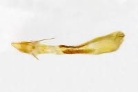 Delplanqueia dilutella