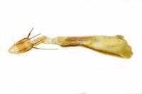 Delplanqueia dilutella