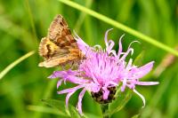 Euclidia glyphica