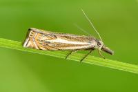 Crambus lathoniellus